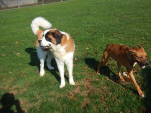 Best buddy pups at Pittsburgh Dog Kennel