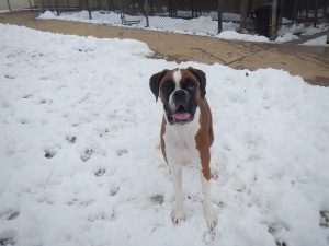 Boxer at Airy Pines in snow