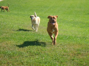 Dogs get plenty of exercise at Airy Pines Kennel