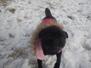 Happy pup in the snow at doggie day care