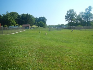 Huge grassy dog kennel yard in Pittsburgh