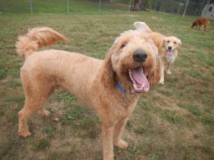 Playful puppies happy at Airy Pines
