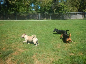 Puppies at play at Airy Pines Boarding Kennel