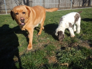 Airy Pines Boarding Kennel Doggies