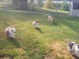 Airy Pines Boarding Kennel Play Time