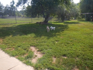 Airy Pines Boarding Kennel has lots of grass for dogs