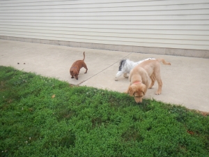 Airy Pines Boarding Kennel in PA