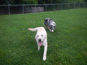 Airy Pines Dog Kennel in Pittsburgh PA is the best