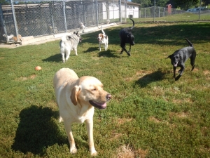 Airy Pines is the best dog kennel in Pittsburgh