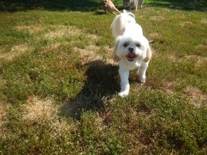 Another happy Airy Pines puppy