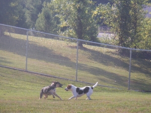 Best buddies playing at dog kennel in Pittsburgh, PA