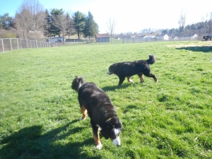 Boarding kennel grassy play area