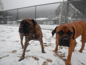 Boxers relaxing at Airy Pines