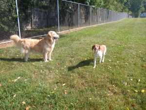 Dog boarding kennel fun