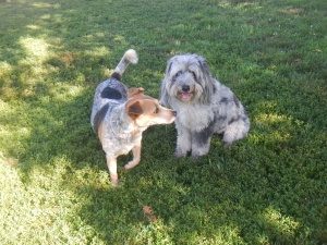 Dog friends at puppy day care in Pittsburgh