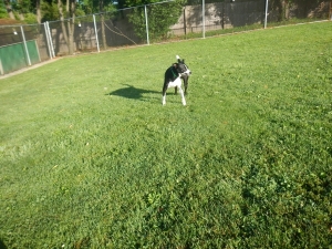 Dog in the kennel yard