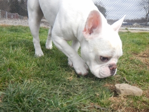 Dog investigating a rock at day care