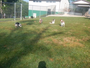 Dog kennel in Pittsburgh Pennsylvania