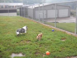 Dog kennel play area