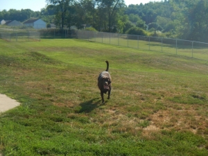 Dog playing at the kennel