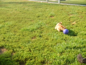 Dog playing ball in grass