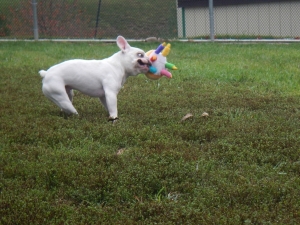 Dog playing with toy at dog day care