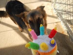 Dog playing with toy at kennel