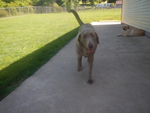 Dog relaxing in the shade at kennel