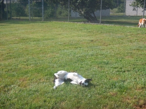 Dog rolling in the grass