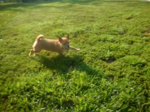 Dog running in the Airy Pines Boarding Kennel grass