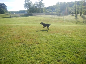 Dog running in the large kennel yard
