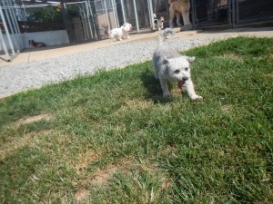 Dog running out of the gates