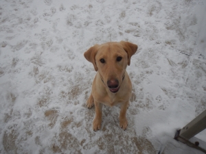 Dog sitting in the snow