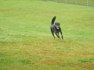 Doggie Day Care in Pittsburgh