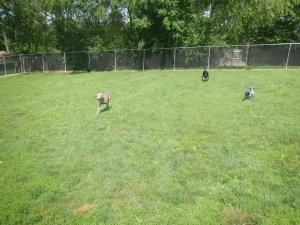 Doggie play time at the kennel