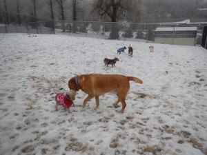 Dogs are friendly at Airy Pines