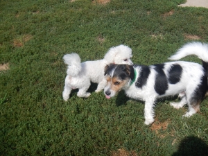 Dogs at Airy Pines Boarding Kennel