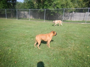 Dogs at the kennel