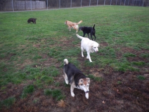 Dogs enjoy playing at our kennel