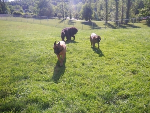 Dogs enjoying the large kennel yard