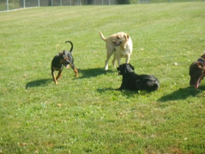 Dogs love Airy Pines dog day care