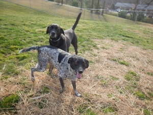 Dogs love our boarding kennel