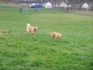 Dogs love our dog kennel