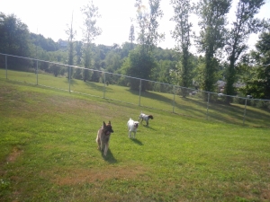 Dogs playing at the Kennel