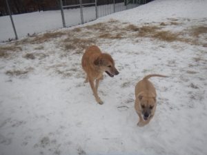 Dogs playing in the winter snow