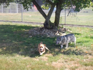 Dogs playing under a tree