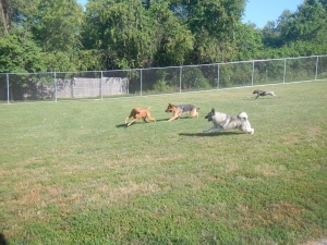 Dogs running in the Airy Pines yard