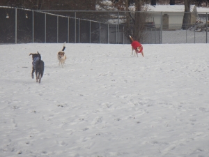 Dogs running in the snow at dog kennel
