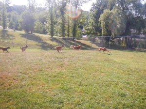 Dogs running through the Airy Pines kennel yard