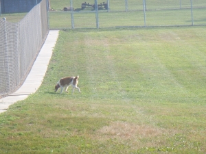 Endless space for dogs to play in at our kennel